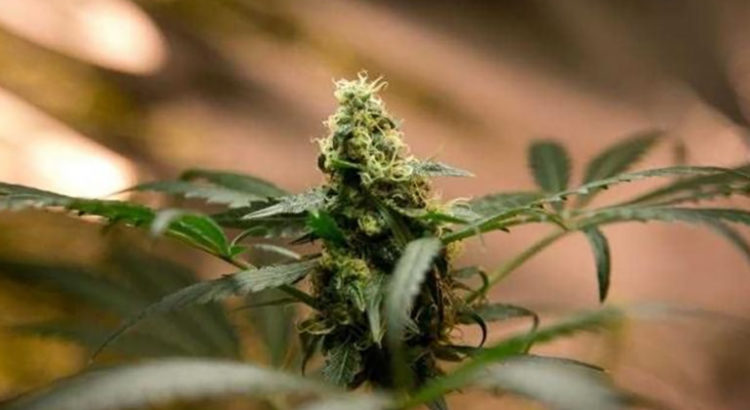 Légalisation du cannabis médical en Grèce