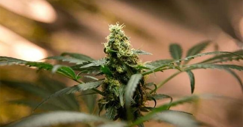 Légalisation du cannabis médical en Grèce