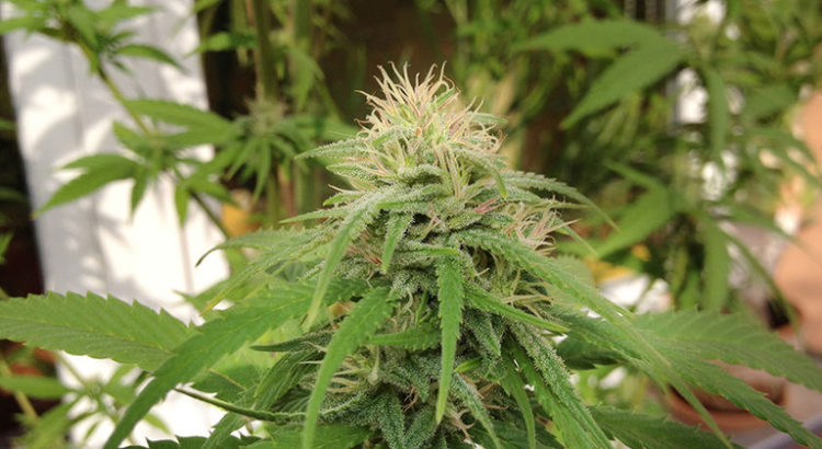 Légalisation du cannabis à Grenoble