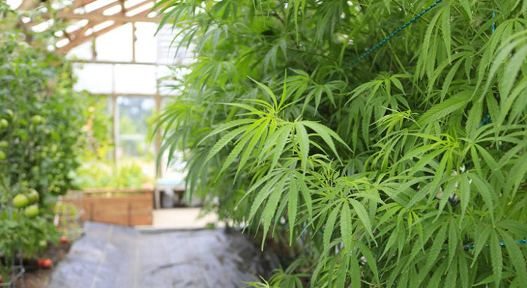 Pays où la culture du cannabis est légale
