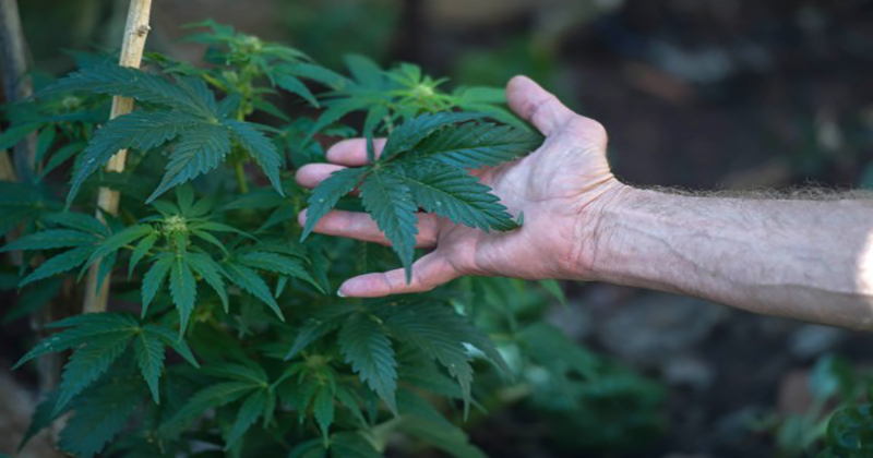 En Afrique du Sud, le cannabis médical est mis à rude épreuve