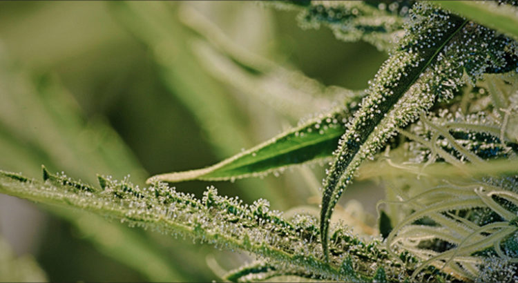 Cannabis et cancer