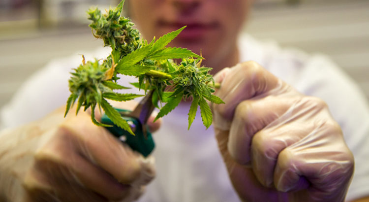 Etudier le cannabis en Europe