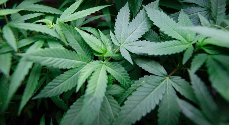 Sondage sur le cannabis aux Etats-Unis
