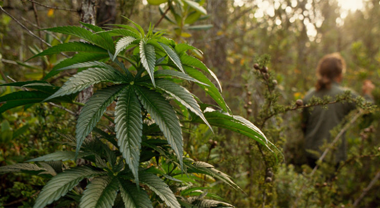 La Californie produit trop de cannabis
