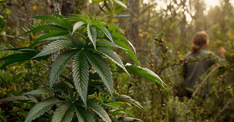 La Californie produit trop de cannabis