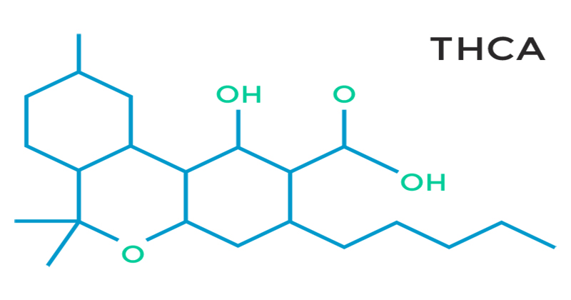 Le THC serait efficace contre les maladies neurodégénératives