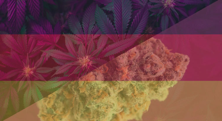 Cannabis en Allemagne