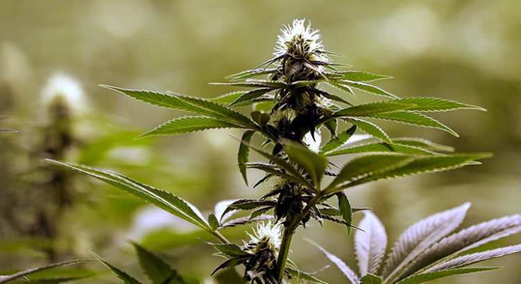 Baisse des prix du cannabis à Washington