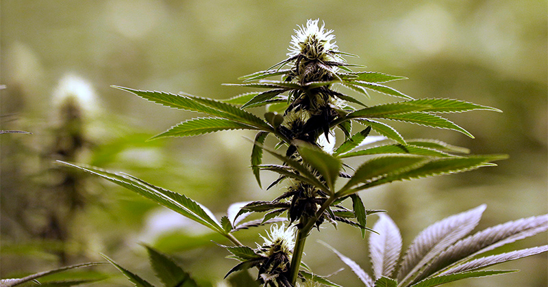 Baisse des prix du cannabis à Washington