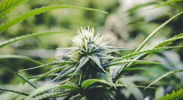 Cannabis médical et cancer