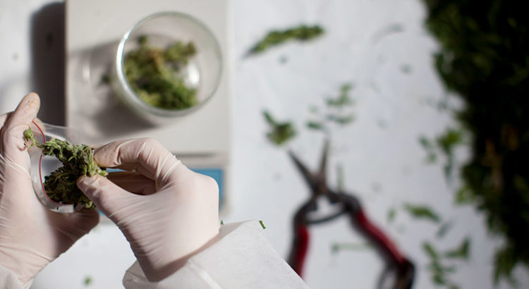 Cannabis médical aux Philippines