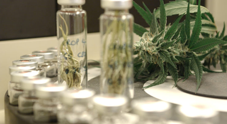 Cannabis au Danemark