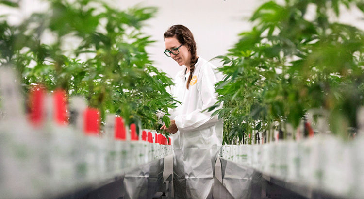 Canopy Growth va produire du cannabis en Espagne
