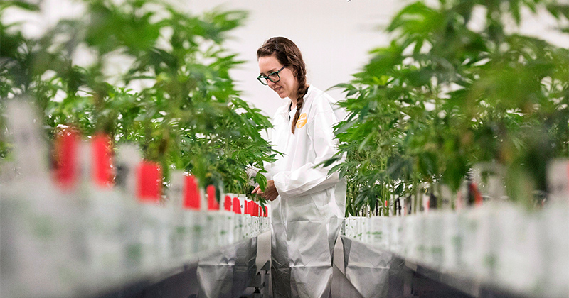 Canopy Growth va produire du cannabis en Espagne