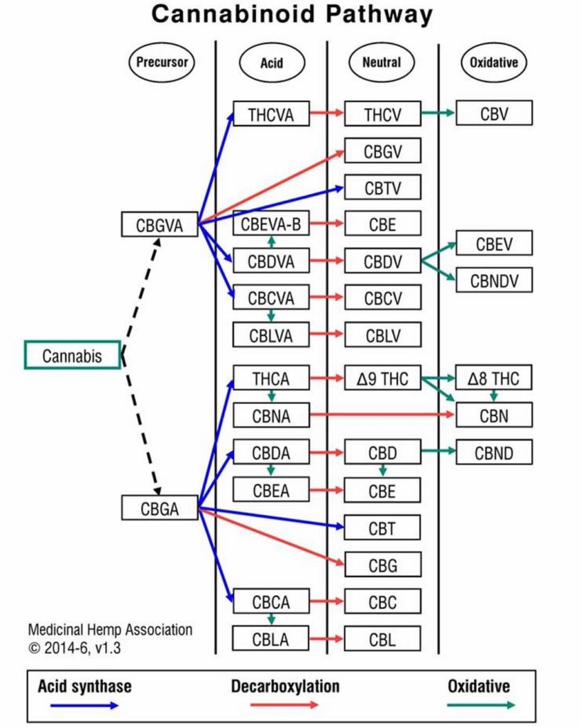 Cheminement des cannabinoïdes