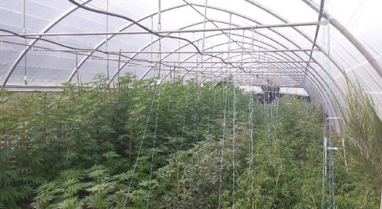 Une culture de cannabis en France