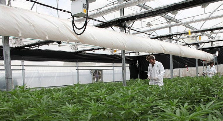Culture de cannabis en Israël