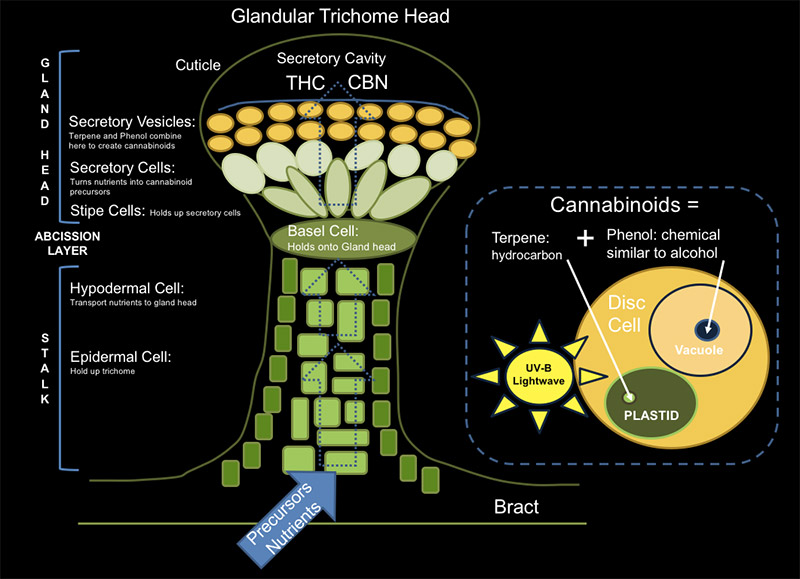 Dissection d'un trichome