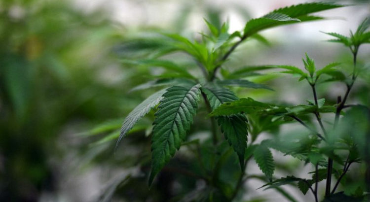Export de cannabis au Sri Lanka