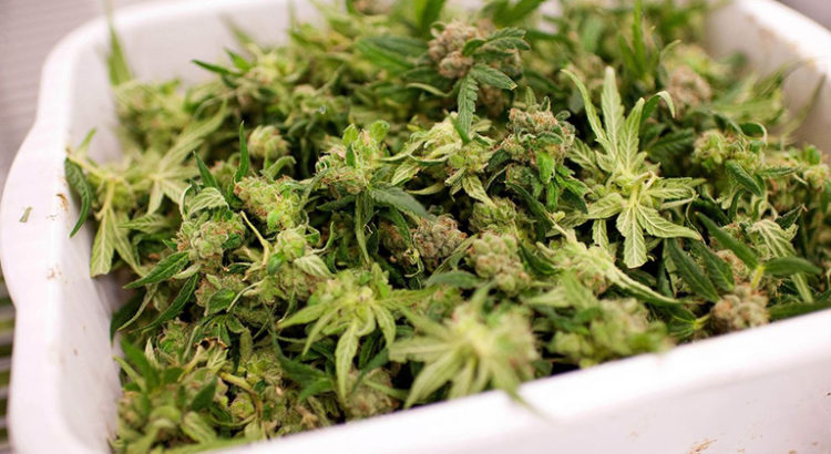 Exportation de cannabis par le Canada