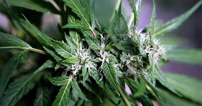 Le Lesotho produira du cannabis médical