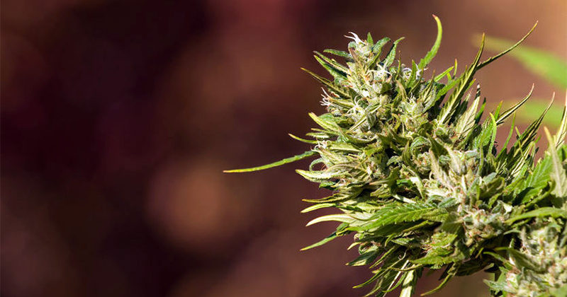 Méthode saine pour consommer du cannabis