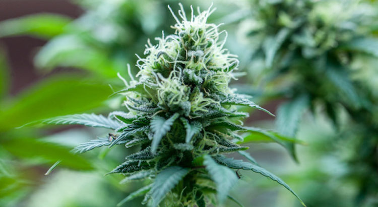 Cannabis médical en Nouvelle-Zélande