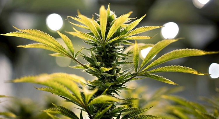 Cannabis en pharmacie en Allemagne