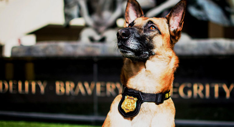 Chien détecteur de cannabis