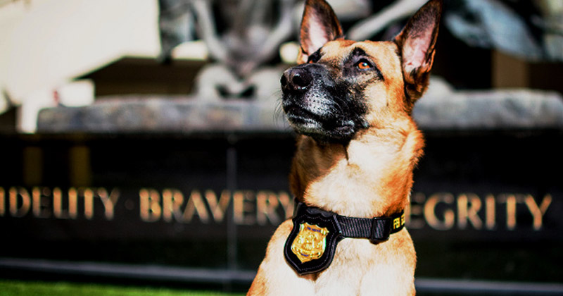 Chien détecteur de cannabis