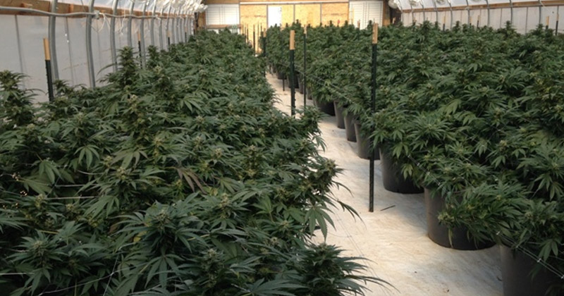 Plantation de cannabis aux Pays-Bas
