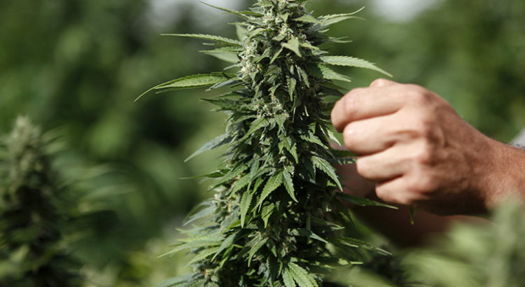 Israël veut exporter 1 milliard de dollars en cannabis