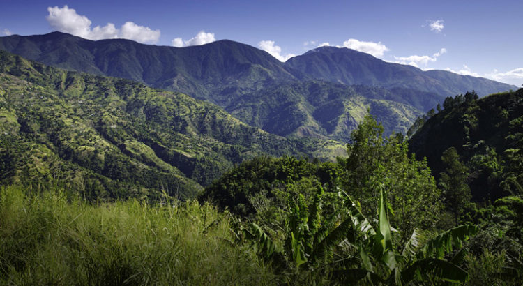 Culture de cannabis en Jamaïque