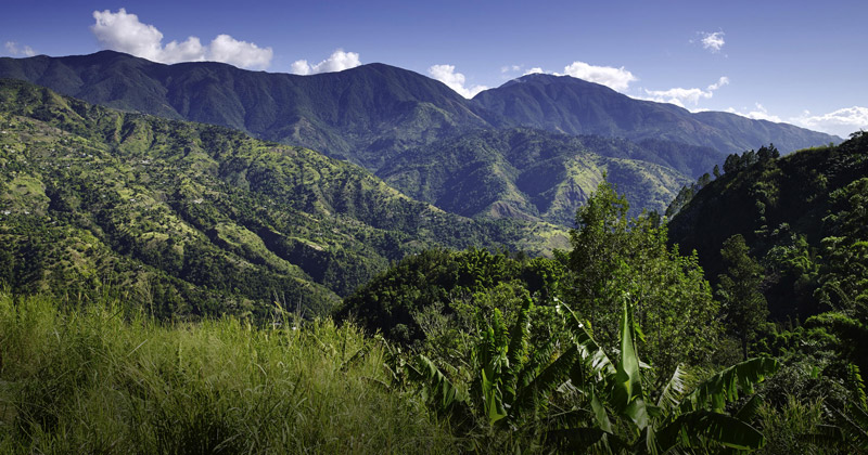 Culture de cannabis en Jamaïque