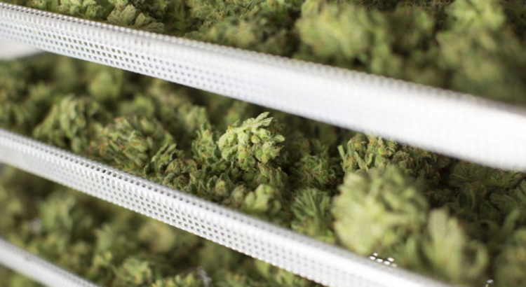 Légalisation du cannabis au Nouveau Brunswick