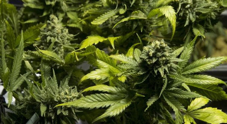 Légalisation du cannabis en Nouvelle-Zélande