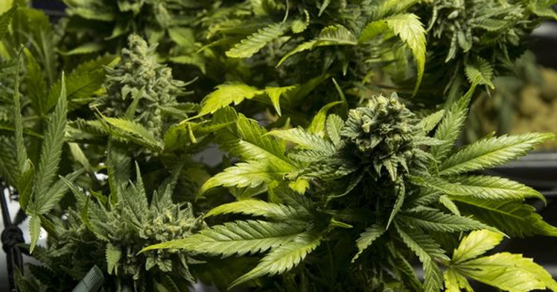 Légalisation du cannabis en Nouvelle-Zélande