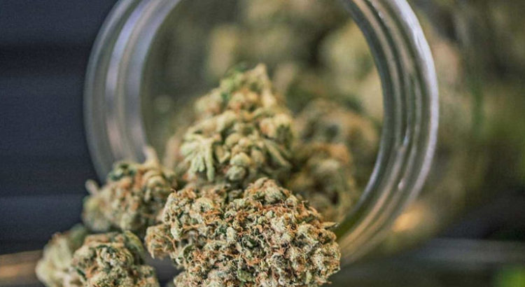 Légalisation du cannabis médical au Pérou