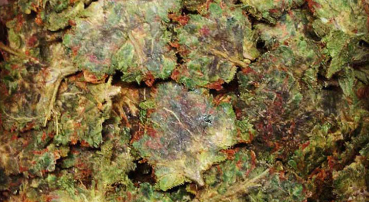 Rosin chips