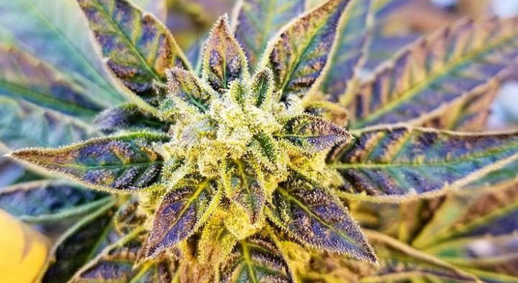 CBD comme antipsychotique