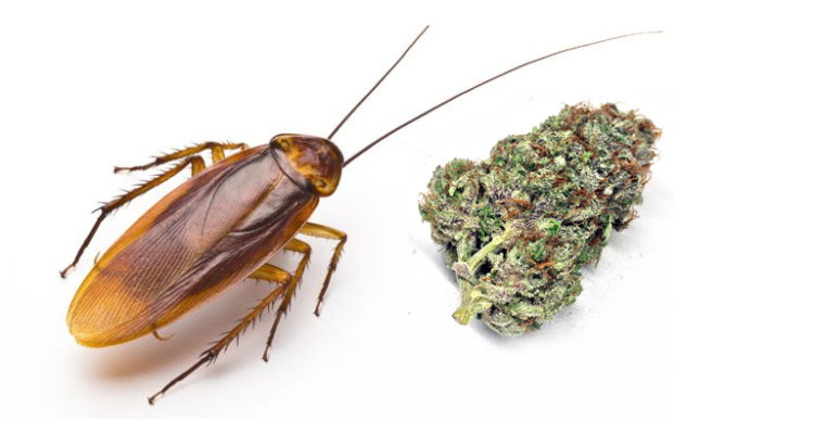 Cucaracha et cannabis