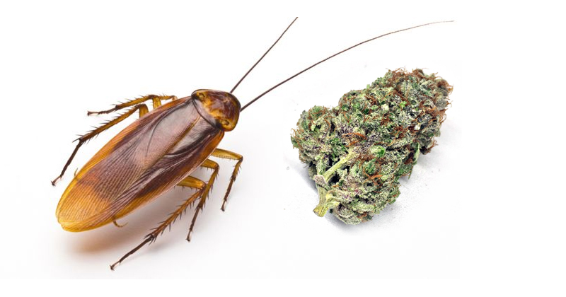 Cucaracha et cannabis