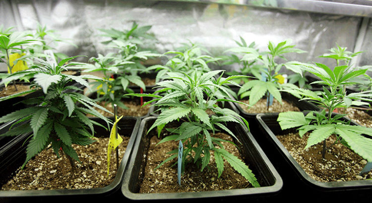 Culture de cannabis en Allemagne