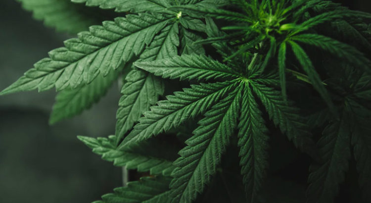 Blockchain et cannabis