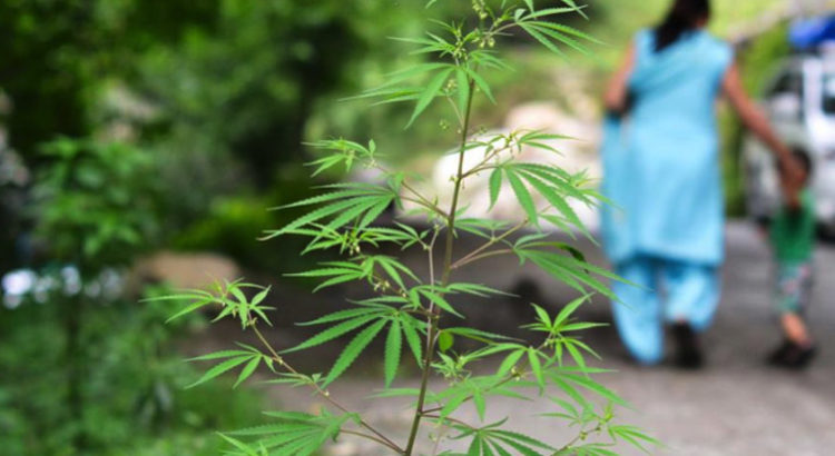 Légalisation du cannabis en Inde