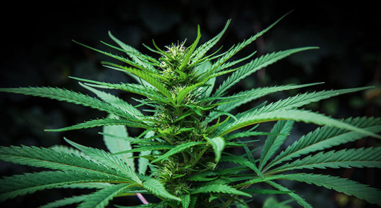 Cannabis médical en Irlande