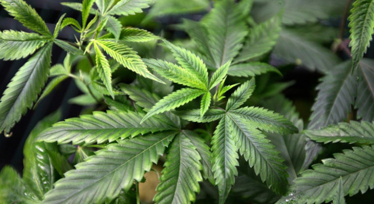 Légalisation du cannabis aux USA en 2018