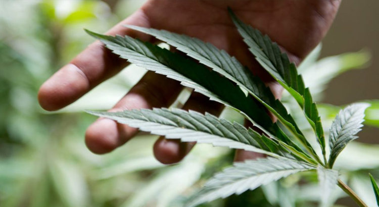 Projet de légalisation du cannabis en Suisse