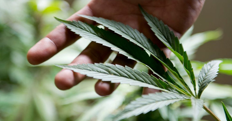 Projet de légalisation du cannabis en Suisse